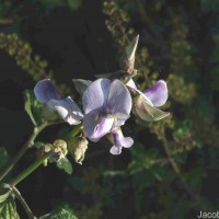 Crotalaria verrucosa L.